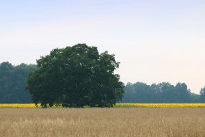 sommer-in-der-mauster-flur-3-k-f-mucc88hler