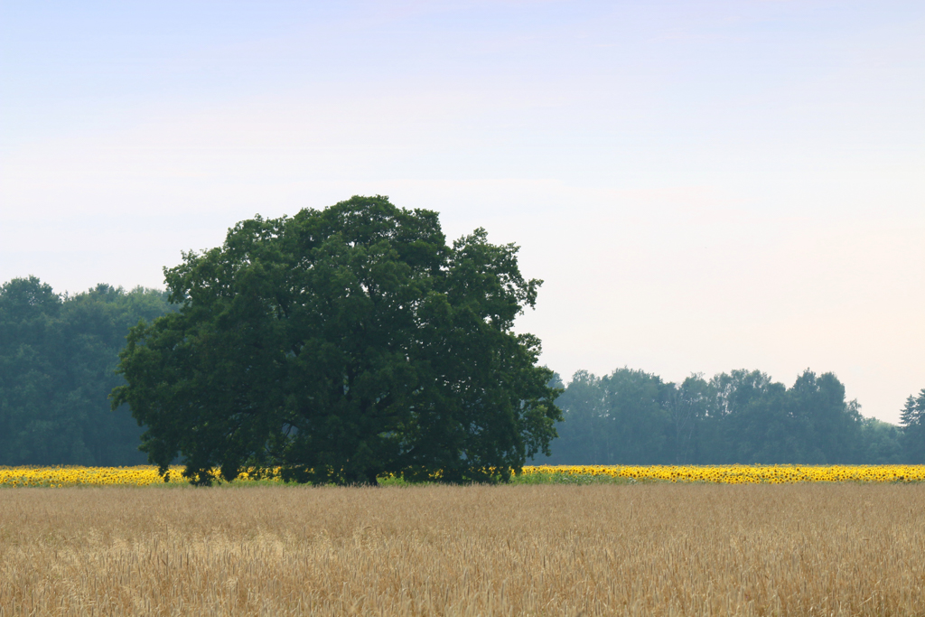 sommer-in-der-mauster-flur-3-k-f-mucc88hler