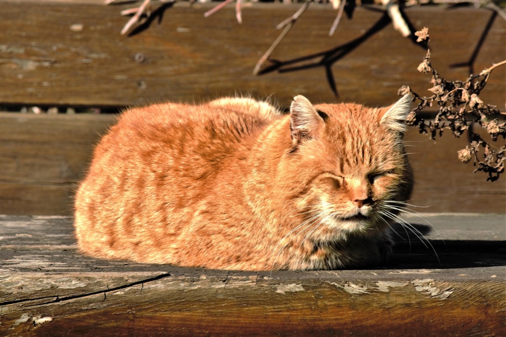 sonnenbad-im-februar-k-f-muehler
