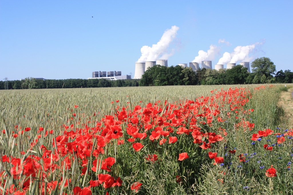 sonnenblumen-vor-dem-kraftwerk-r-karge_