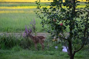 spaetsommer-im-garten-p-fritsch