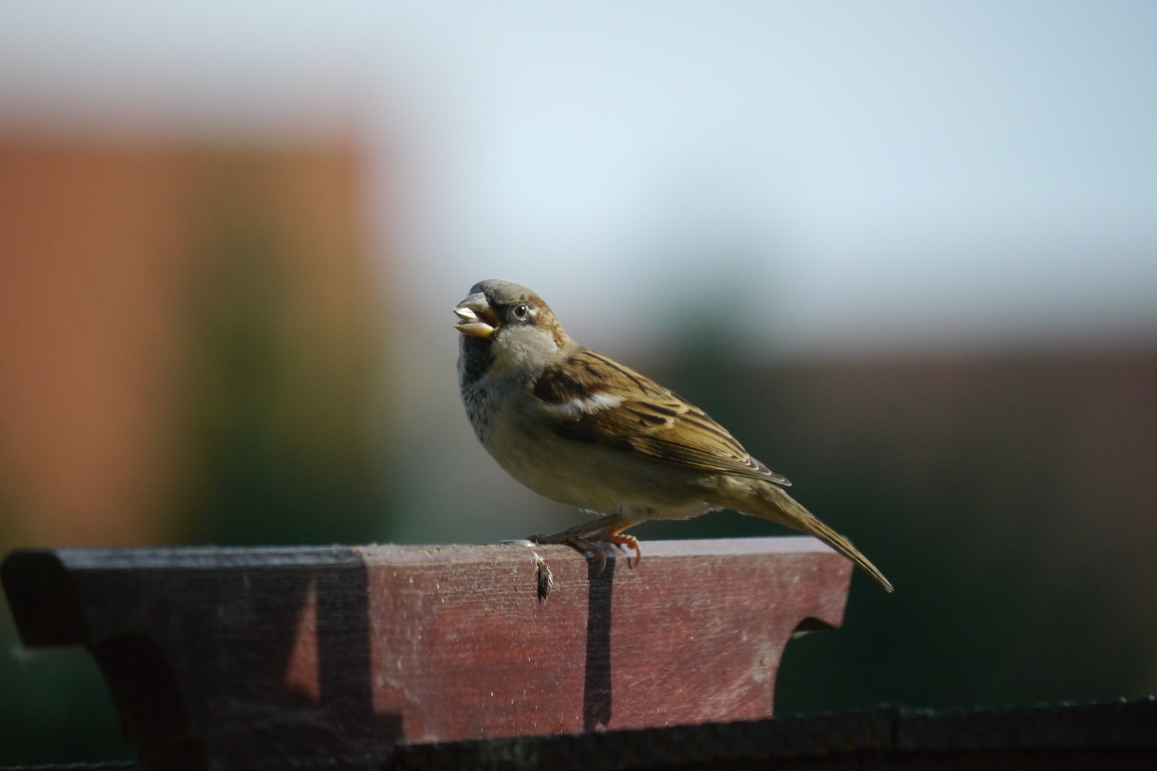 spatz-h-mueller