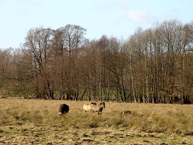 spreeauenwildnis-k-f-muehler