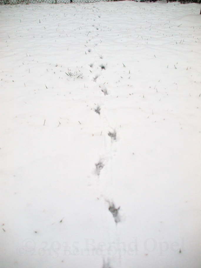 spuren-im-schnee-bernd-opel