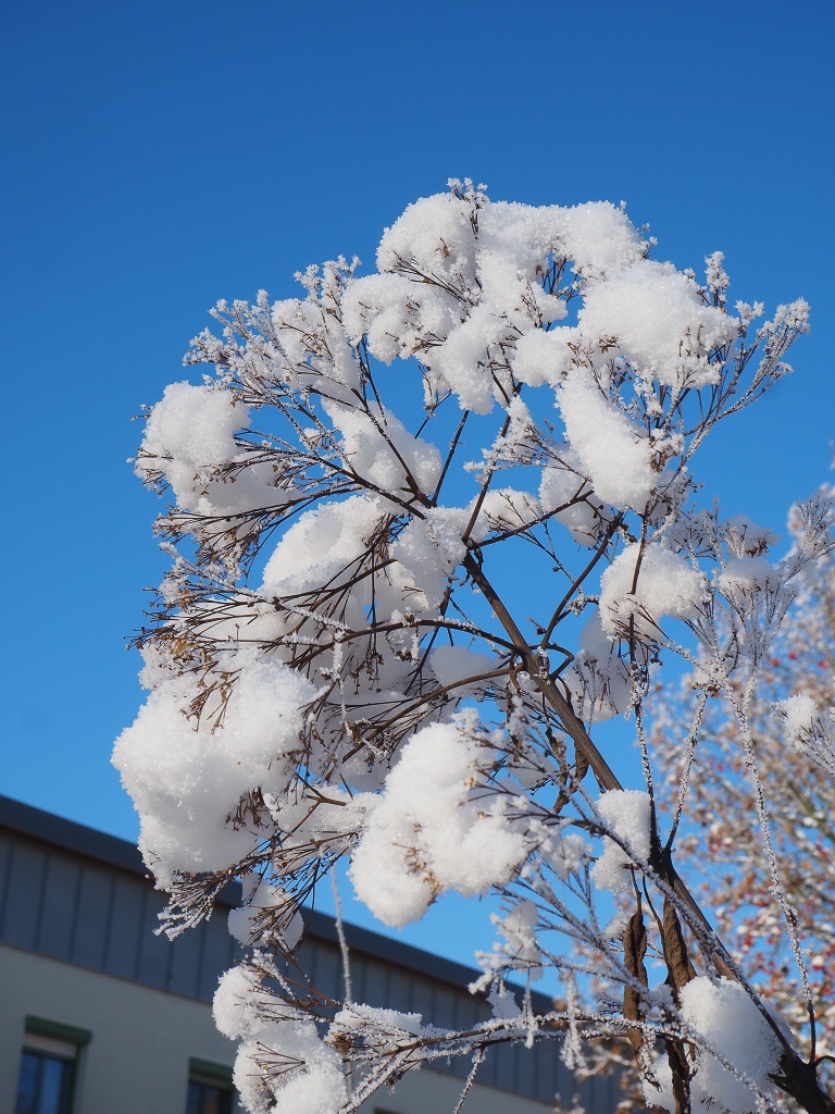 staude-im-winter-bernd-opel