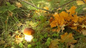 steinpilz-unter-eichen-p-fritsch