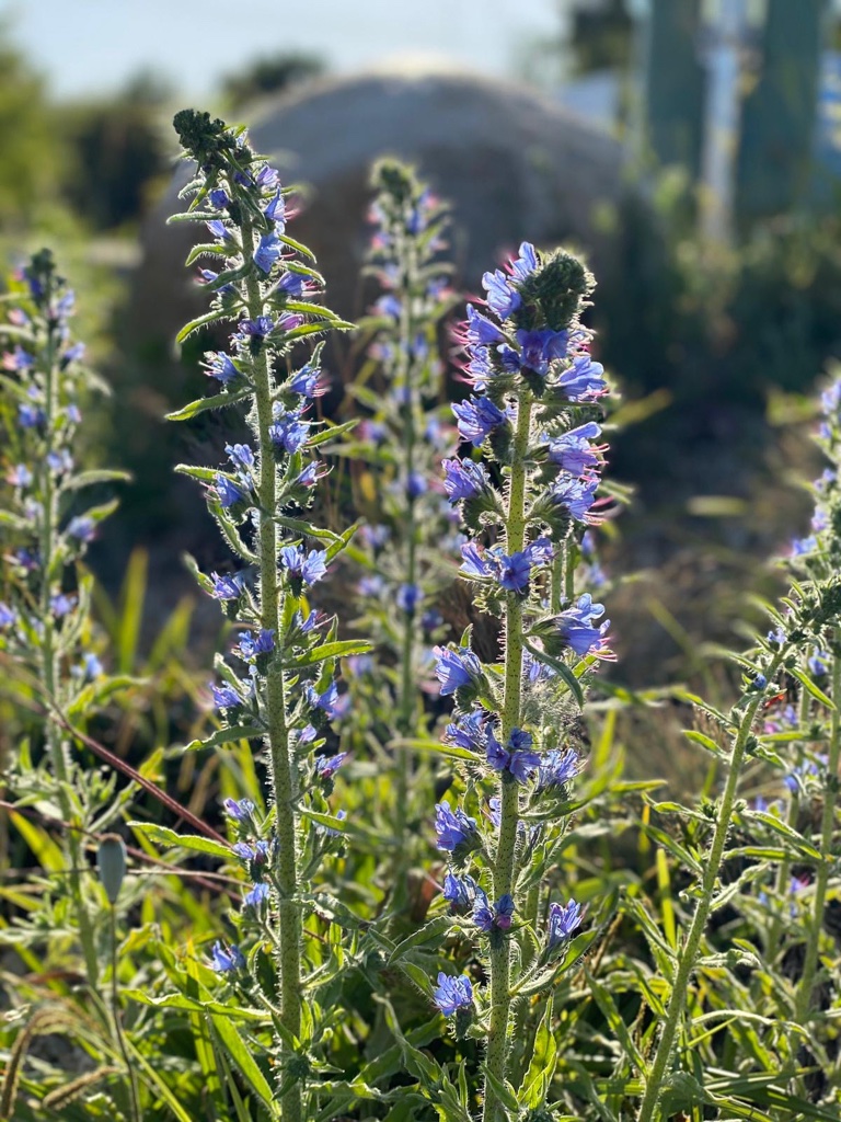 stilleben-im-garten-bernd-opel