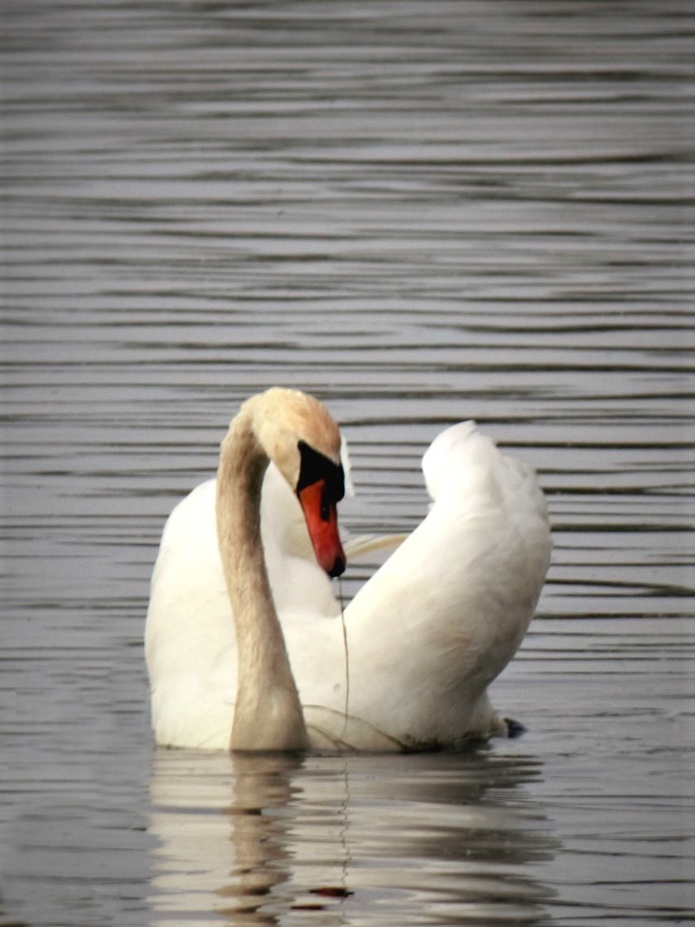 stolzer-schwan-k-f-muehler