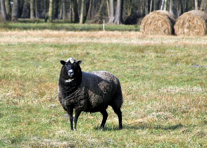 stolzes-schaf-k-f-muehler