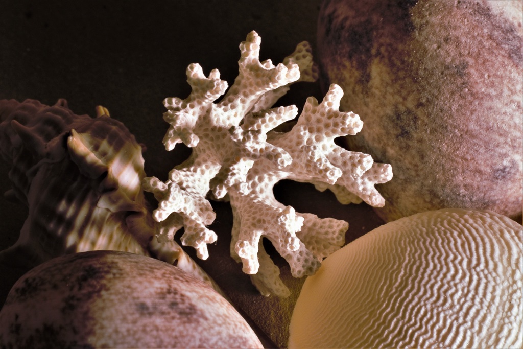 strandgut-k-f-muehler-kopie