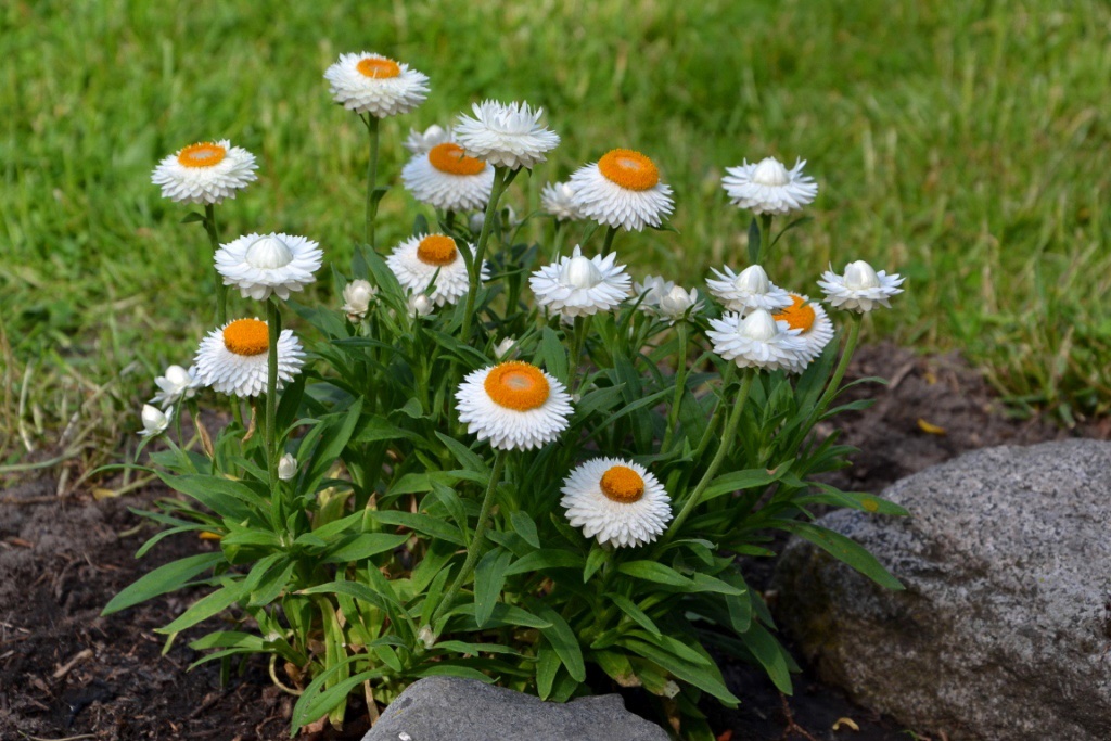 strohblumen-p-fritsch