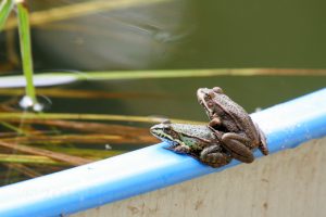 teichfroesche-hk-moeller