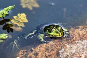 teichfrosch-1-k-f-muehler