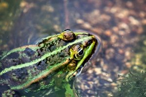 teichfrosch-5-k-f-muehler