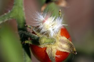 tomate-mit-schmuck-hk-moeller