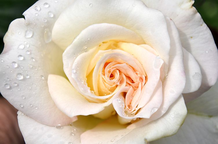 traenen-der-rose-k-lange