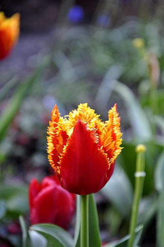 tulpenbluete-k-lange