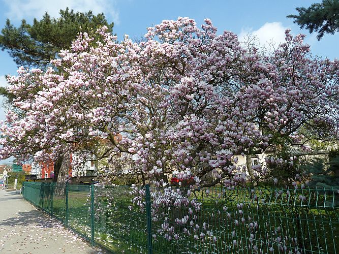 tulpenmagnolie-bernd-opel