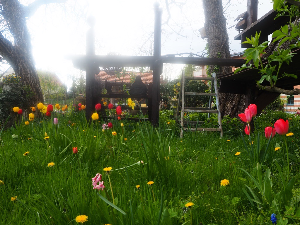 tulpenwiese-am-morgen-bernd-opel
