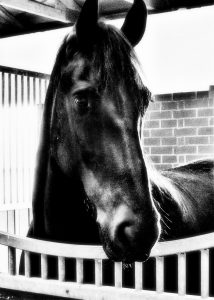 ueber-den-tellerrand-friesenportraet-k-f-muehler-kopie