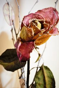 verblucc88ht-k-f-mucc88hler