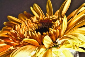 verbluehende-gerbera-2-k-f-muehler