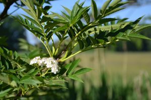 vogelbeerbaumbluete-p-fritsch