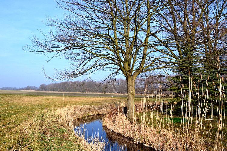 vorfruehling-in-der-allee-p-fritsch