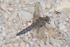 Wärme tanken- B.Möcker