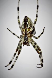 warten-auf-beute-k-f-mucc88hler