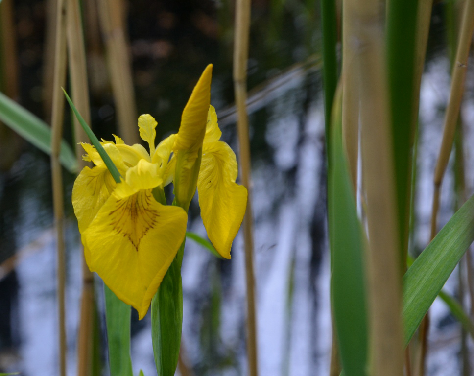 wasserlilie-p-fritsch