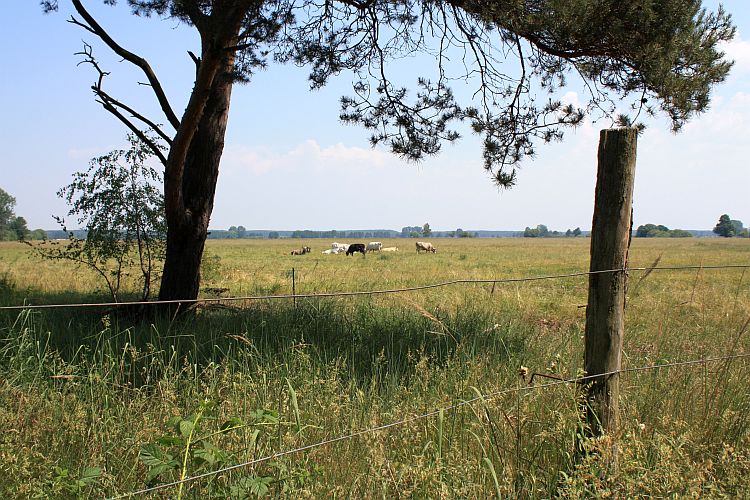 weidebetrieb-in-den-lasszinswiesen-bei-jaenschwalde-r-karge_