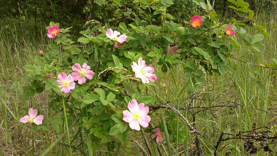 wilde-rosen-p-fritsch