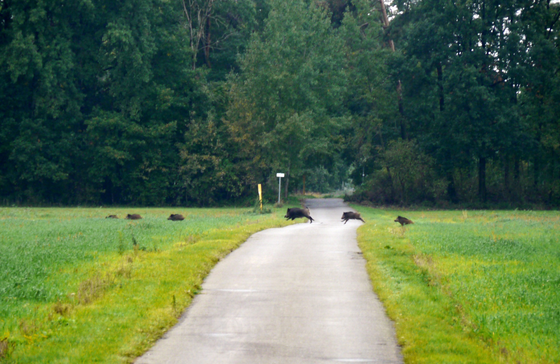 wildschweinrotte-h-mueller