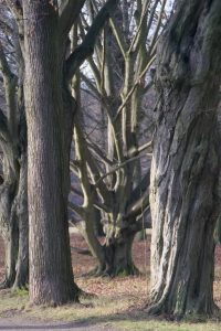 winter-in-branitz-9-h-mucc88ller