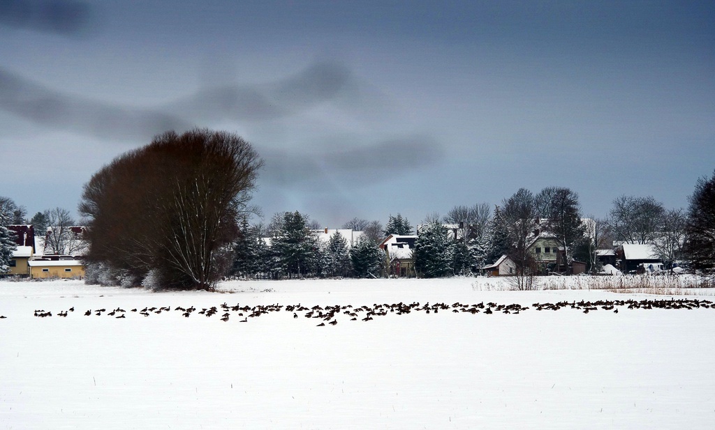winter-in-den-peitzer-lasszinswiesen1-h-mucc88ller