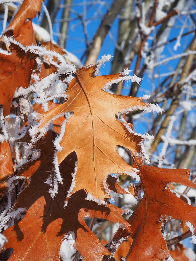 winterlaub-bernd-opel