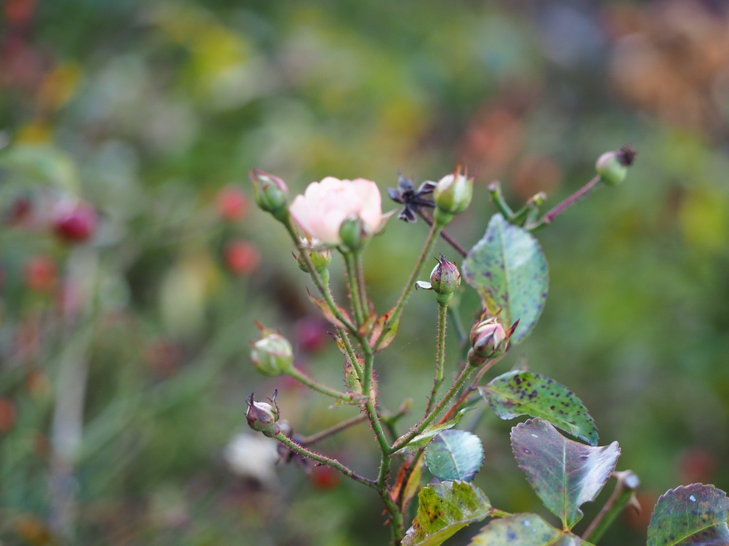 winterlicher-garten-1-bernd-opel