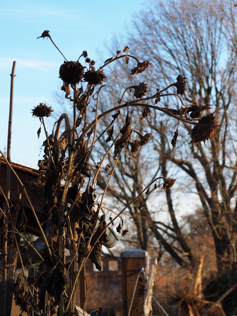 winterlicher-garten-3-bernd-opel