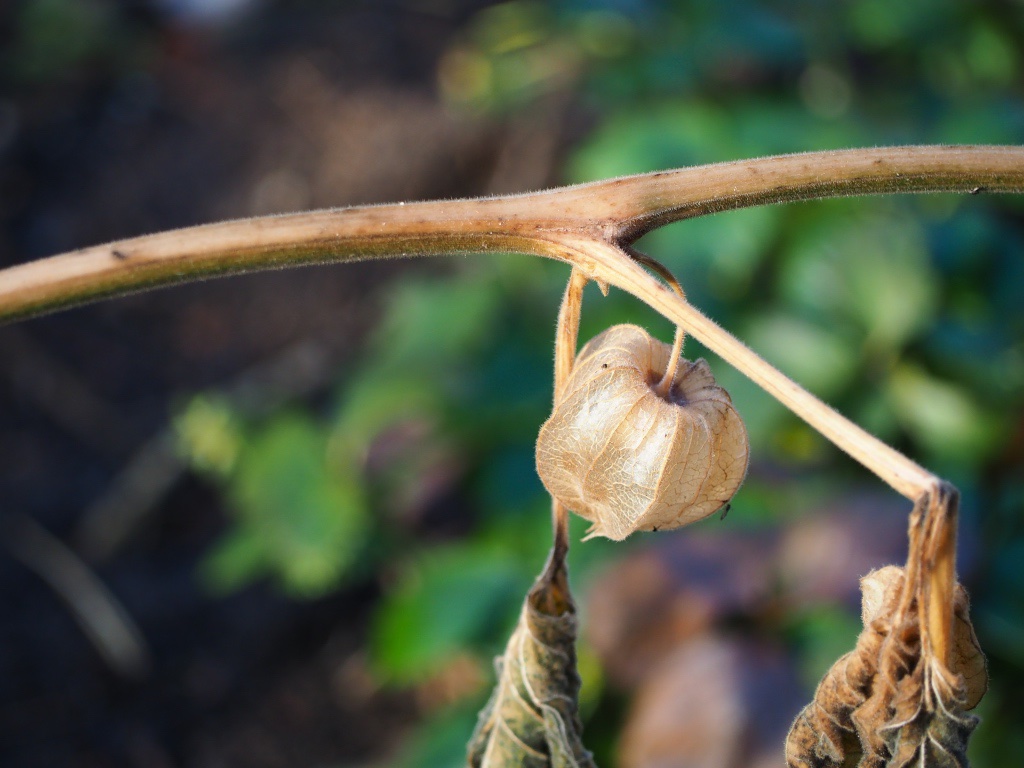 winterlicher-garten-5-bernd-opel