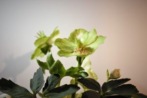 winterschoenheit-1-k-f-muehler