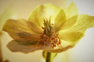 winterschoenheit-2-k-f-muehler