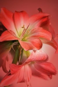 winterschoenheit-3-k-f-muehler