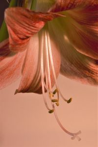 winterschoenheit-4-k-f-mueler