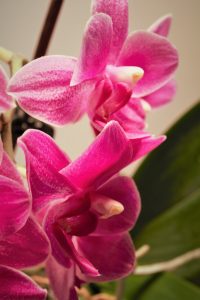 winterschoenheit-5-k-f-muehler