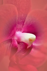 winterschoenheit-6-k-f-muehler