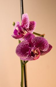 winterschoenheit-k-f-muehler