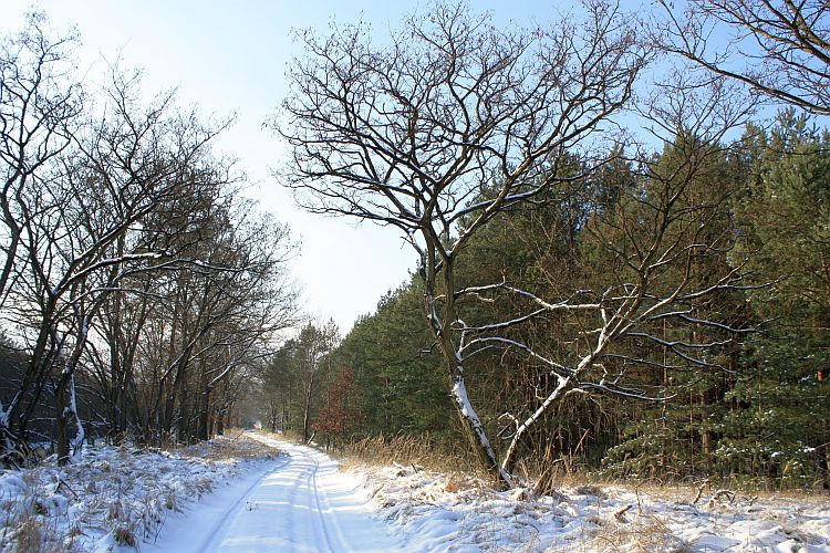 winterwald-bei-tauer-r-karge_