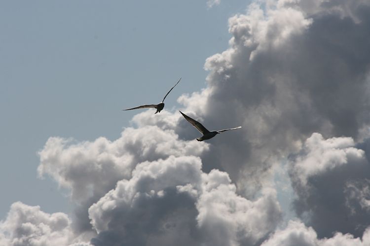 wolkenflieger-von-hk-moeller