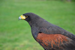 wucc88stenbussard-p-fritsch